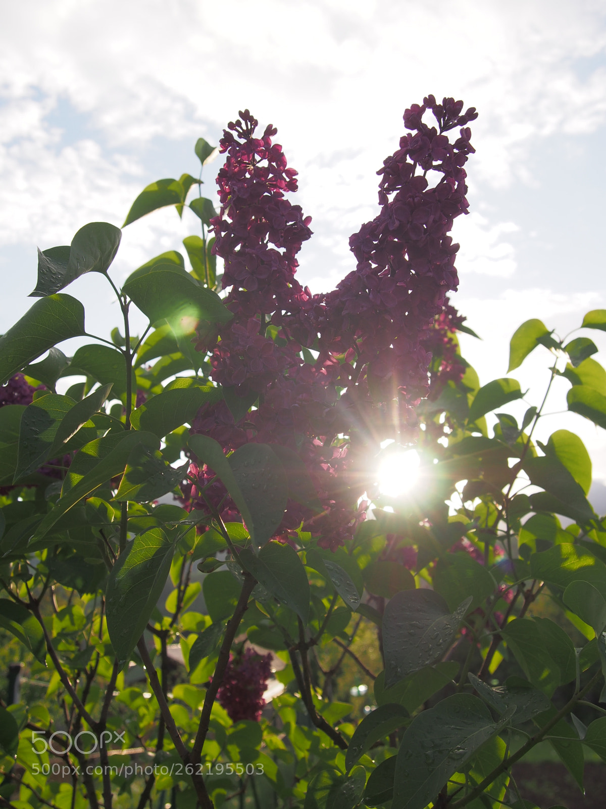 Olympus PEN E-PL5 sample photo. Liliac photography