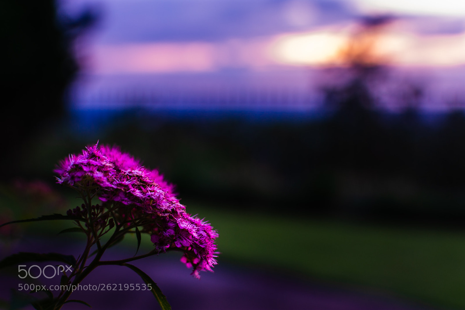 Nikon D3400 sample photo. Bristles of the setting photography