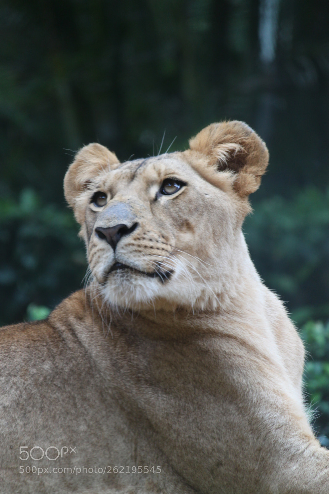 Canon EF-S 55-250mm F4-5.6 IS sample photo. Leeuwin photography