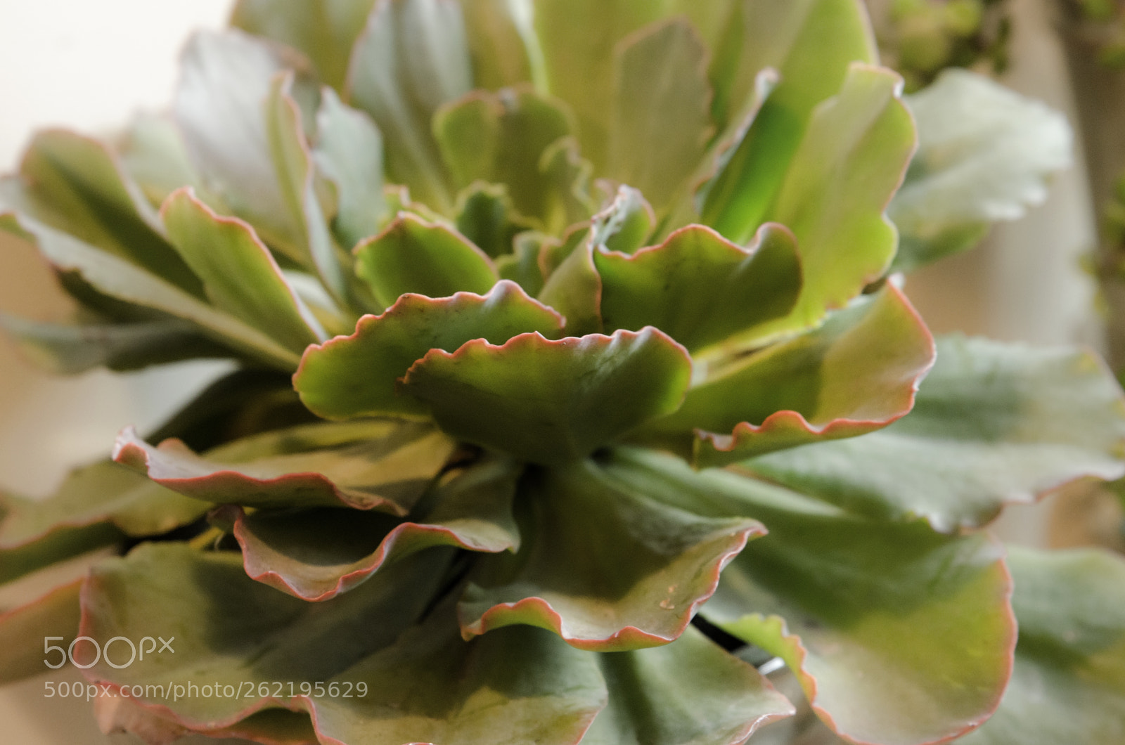 Nikon D7000 sample photo. Ilene's fall garden photography