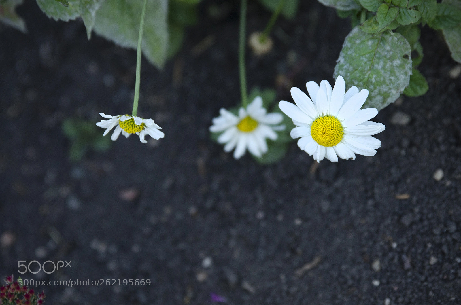 Nikon D7000 sample photo. Ilene's fall garden photography