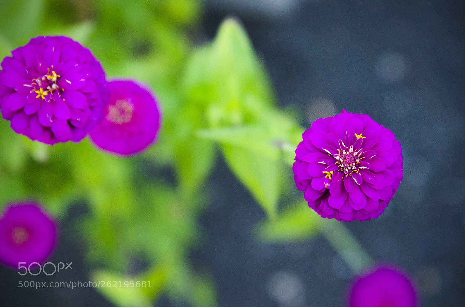 Nikon D7000 sample photo. Ilene's fall garden photography