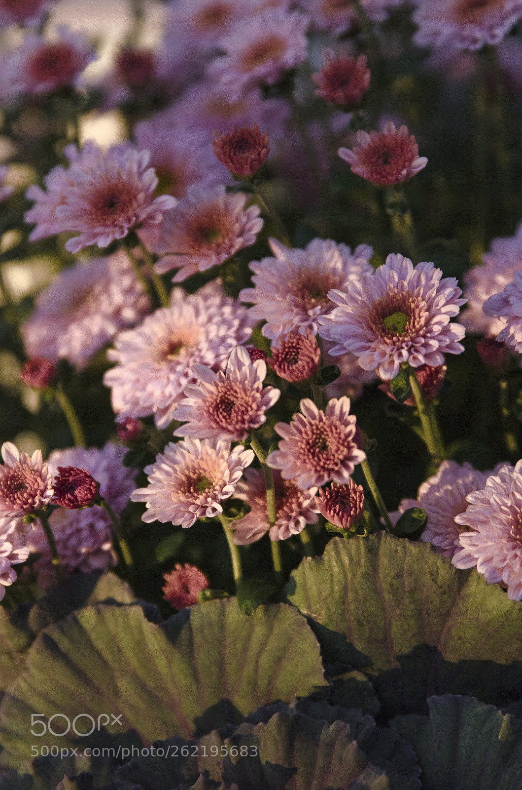Nikon D7000 sample photo. Ilene's fall garden photography