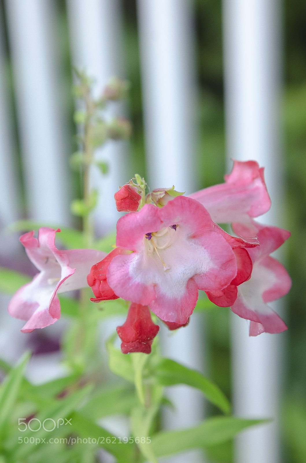 Nikon D7000 sample photo. Ilene's fall garden photography