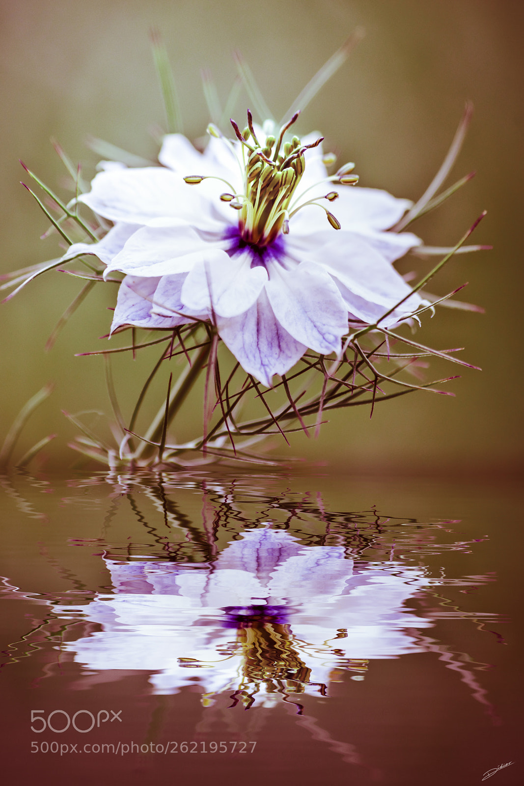 Nikon D5500 sample photo. *** flower *** photography