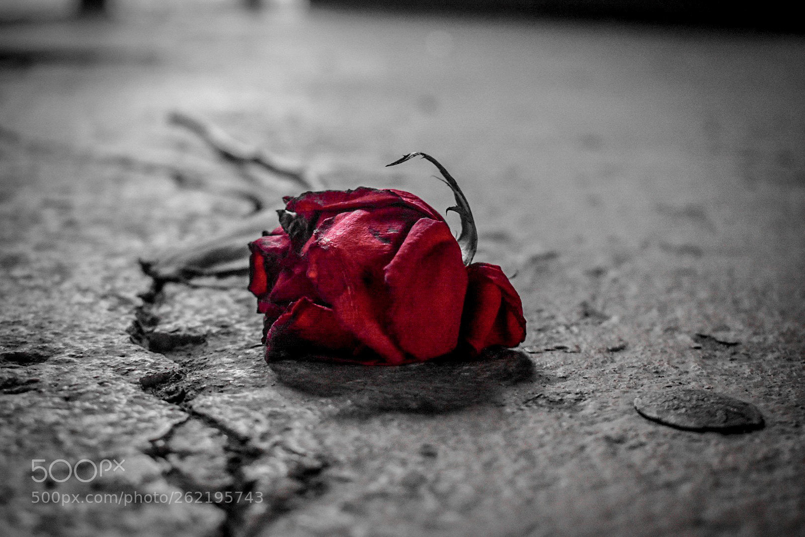 Nikon D3400 sample photo. Red rose. photography