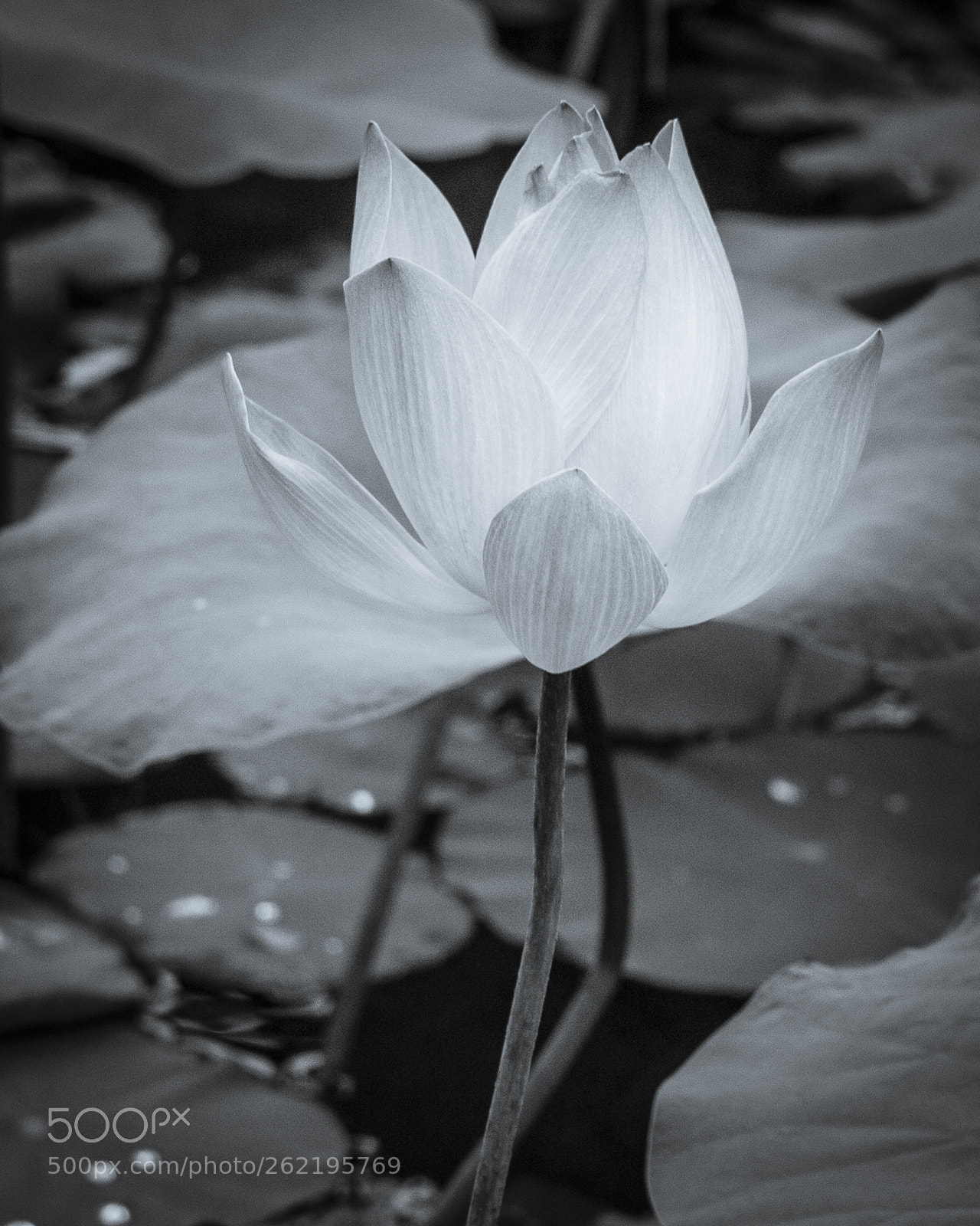 Panasonic Lumix DMC-G1 sample photo. Bright lotus flower photography