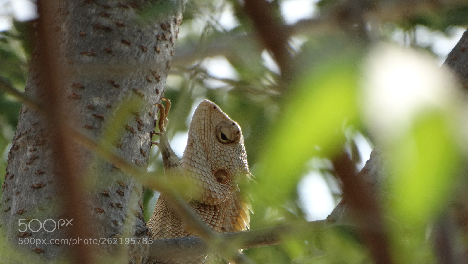 Sony Cyber-shot DSC-HX300 sample photo. Reptile photography