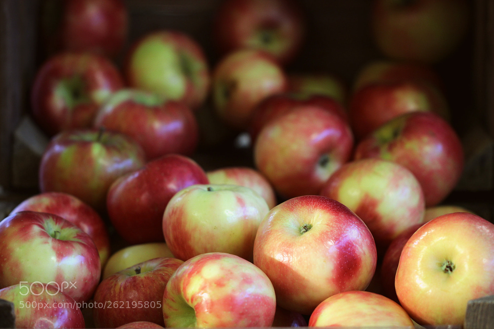 Canon EOS 600D (Rebel EOS T3i / EOS Kiss X5) sample photo. Honeycrisp apples in crate photography