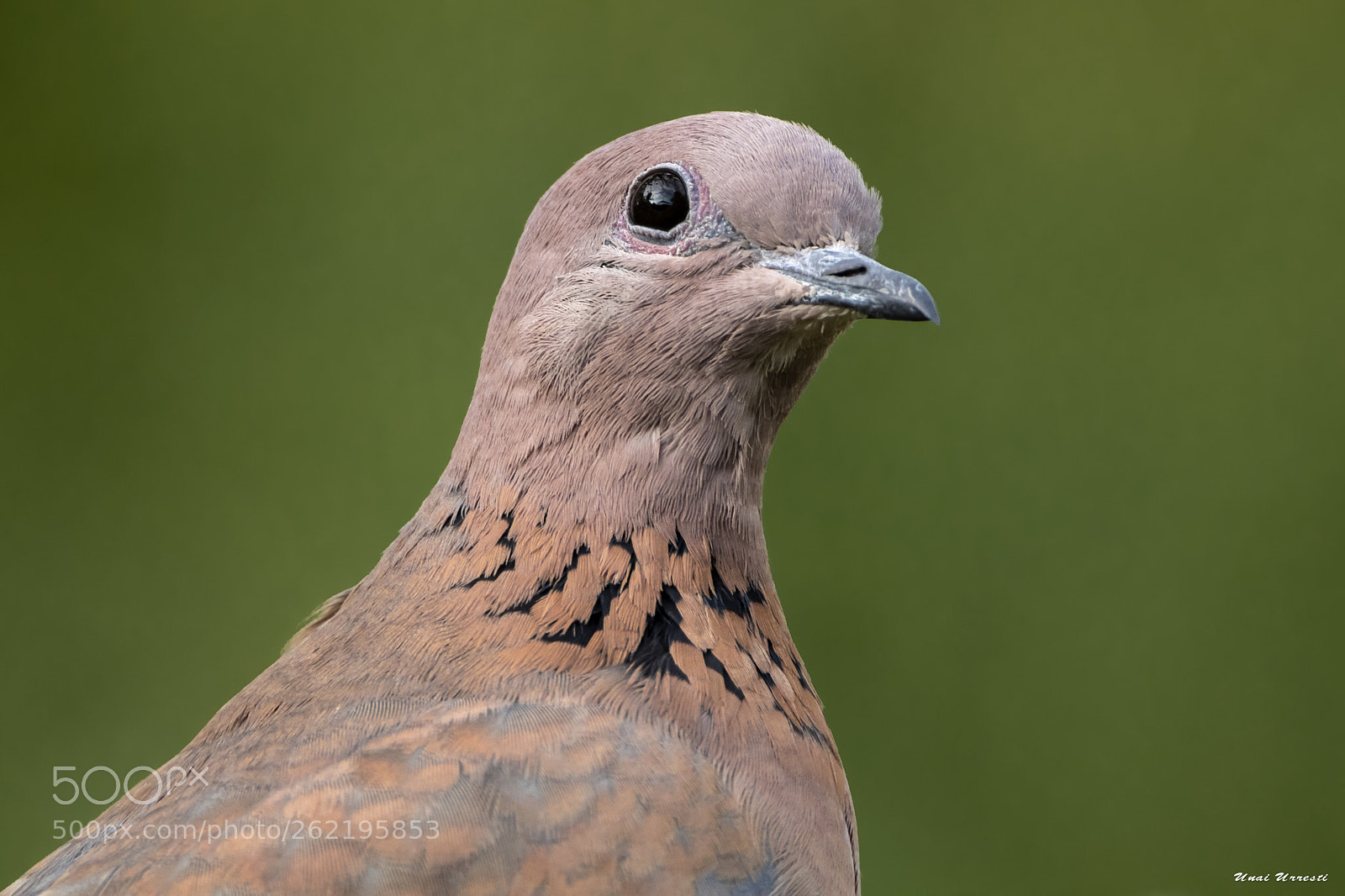 Canon EOS 77D (EOS 9000D / EOS 770D) sample photo. Tortola. photography