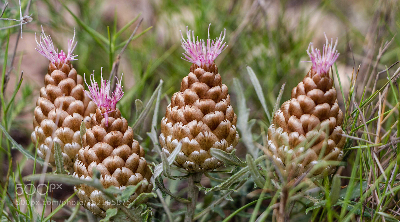 Canon EOS 700D (EOS Rebel T5i / EOS Kiss X7i) sample photo. Saint joan pine cone. photography