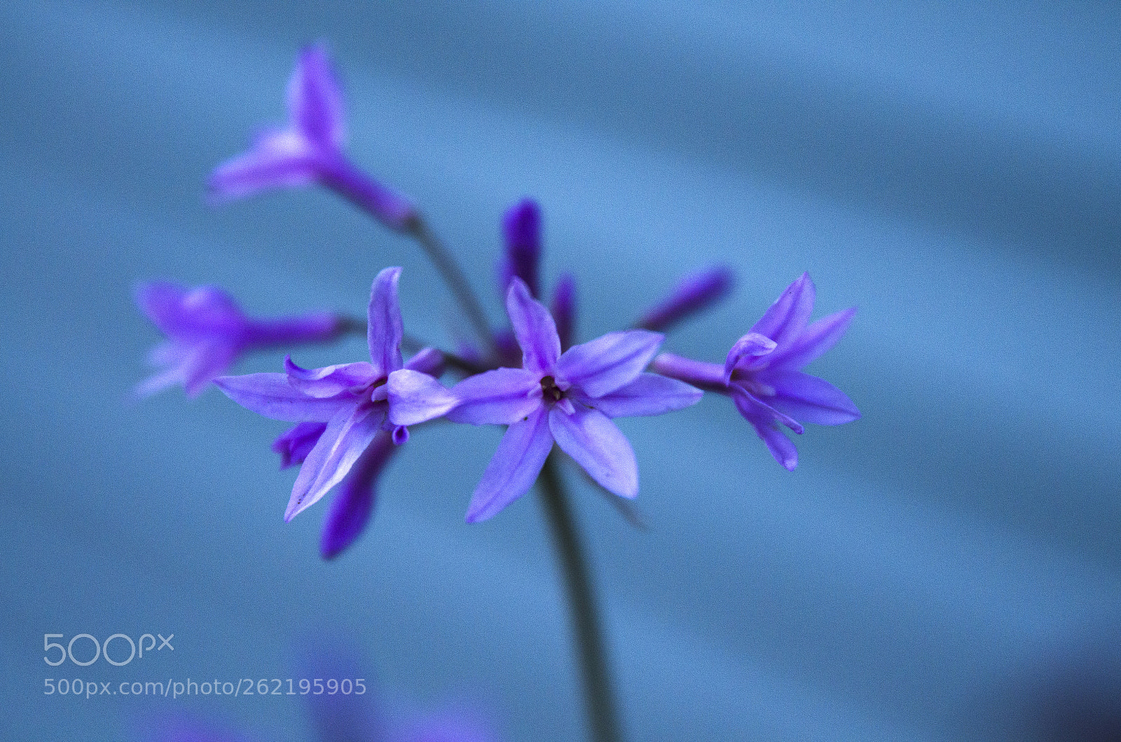 Nikon D7000 sample photo. Ilene's fall garden photography