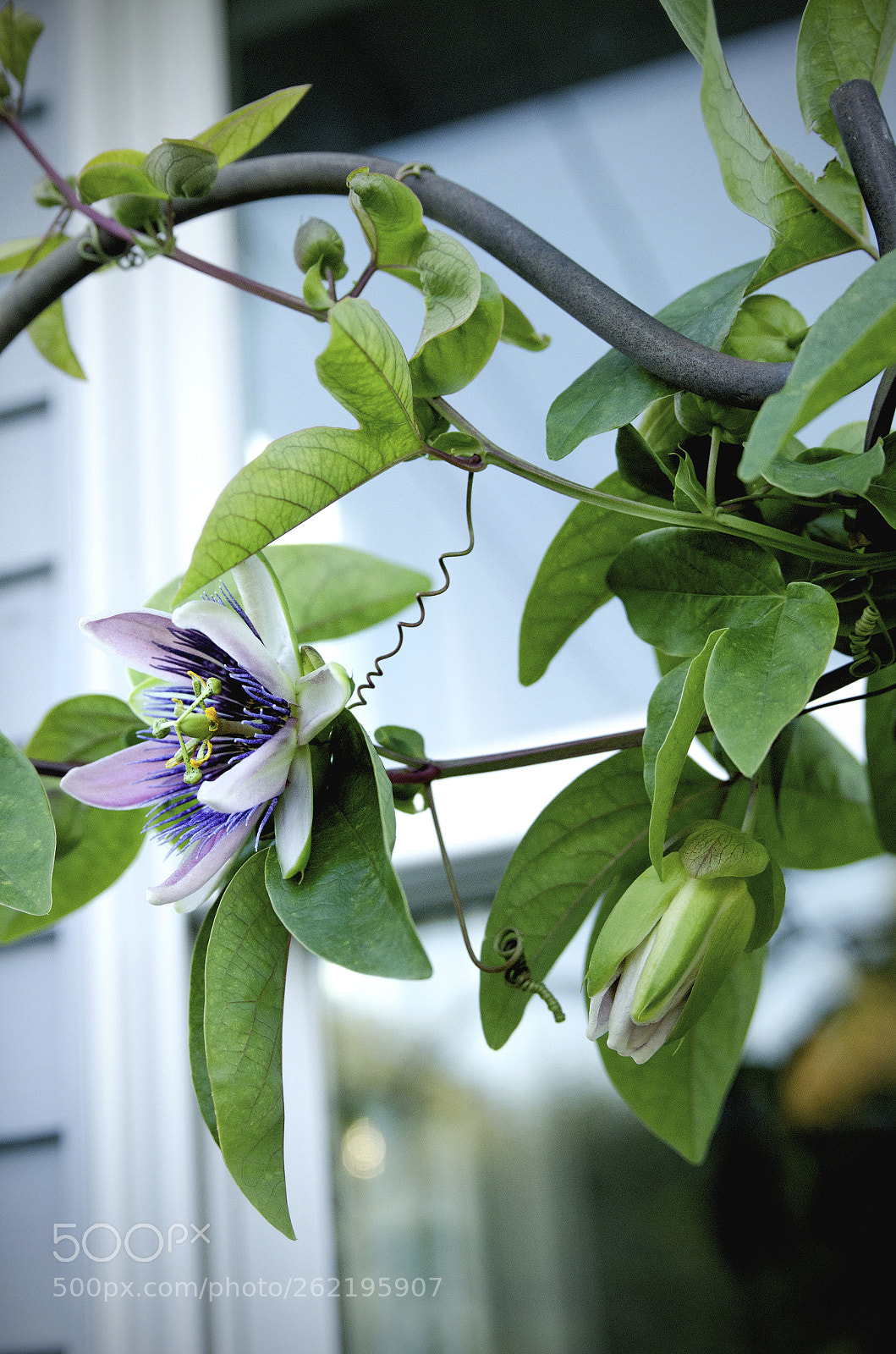 Nikon D7000 sample photo. Ilene's fall garden photography