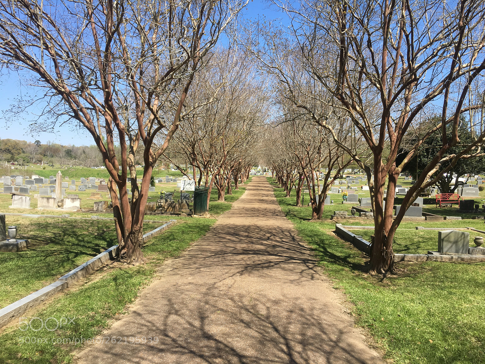 Apple iPhone 6s sample photo. Crepe myrtle lane photography