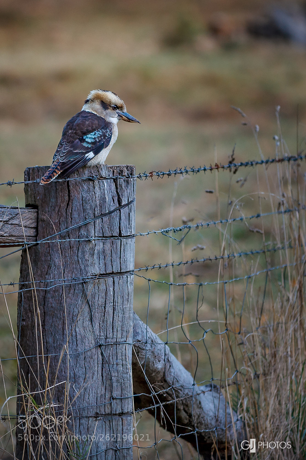 Canon EOS 60D sample photo. Kookaburra. photography