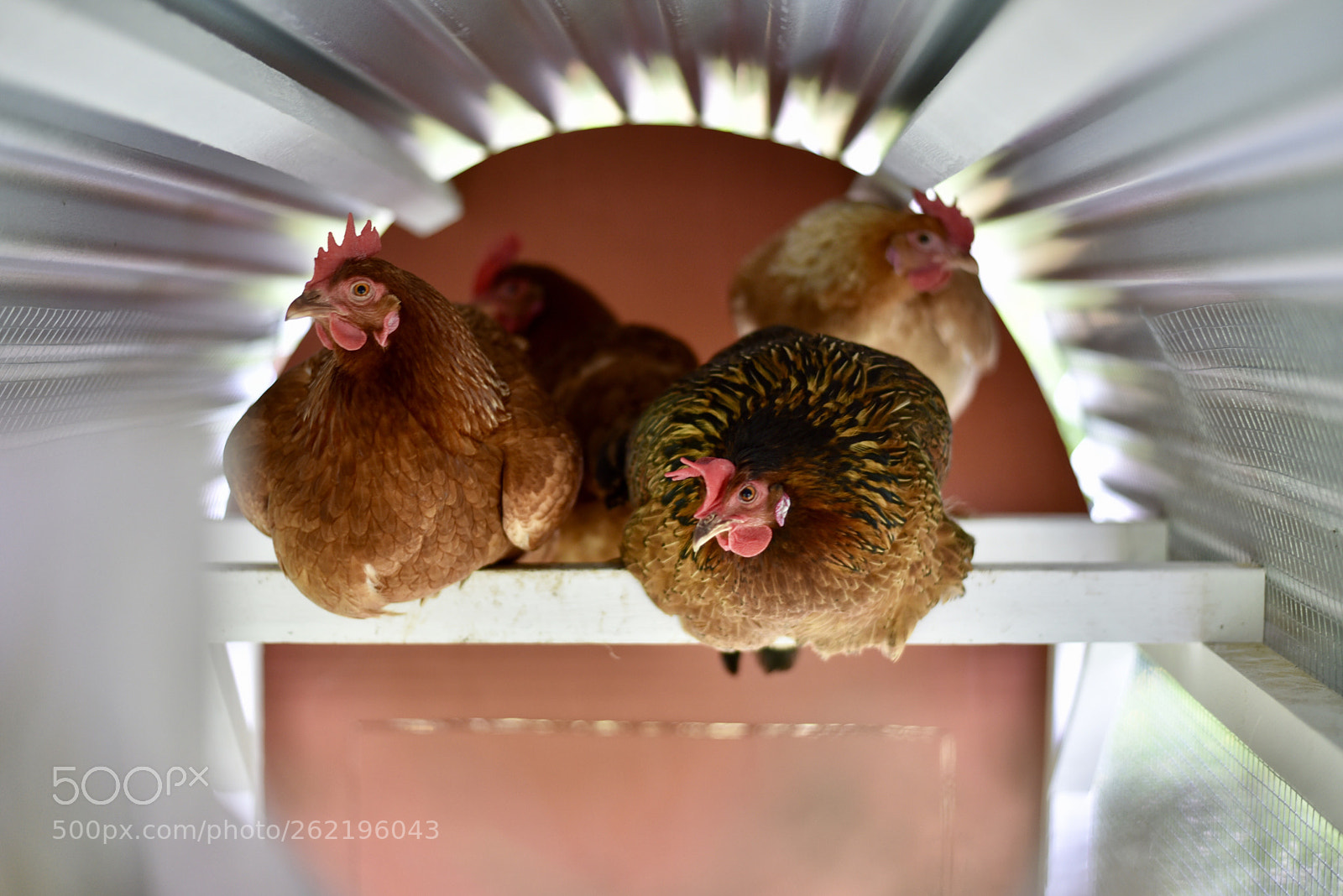 Nikon D750 sample photo. Chicken bedtime! photography