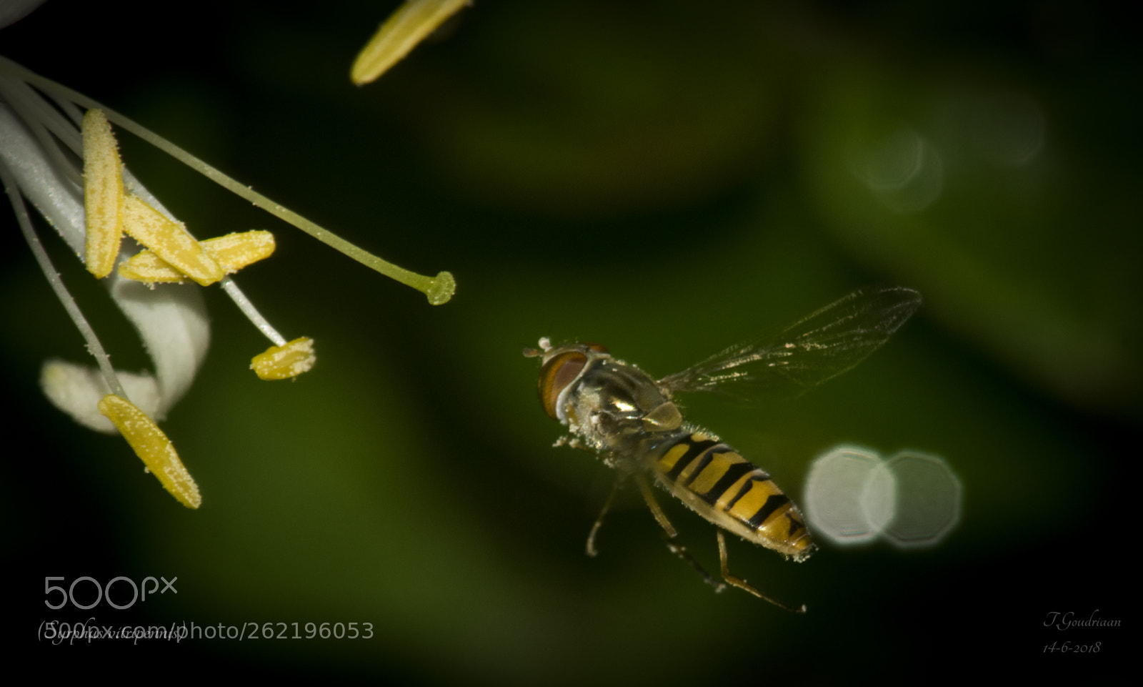 Nikon D5300 sample photo. Band glider(syrphus vitripennis) photography