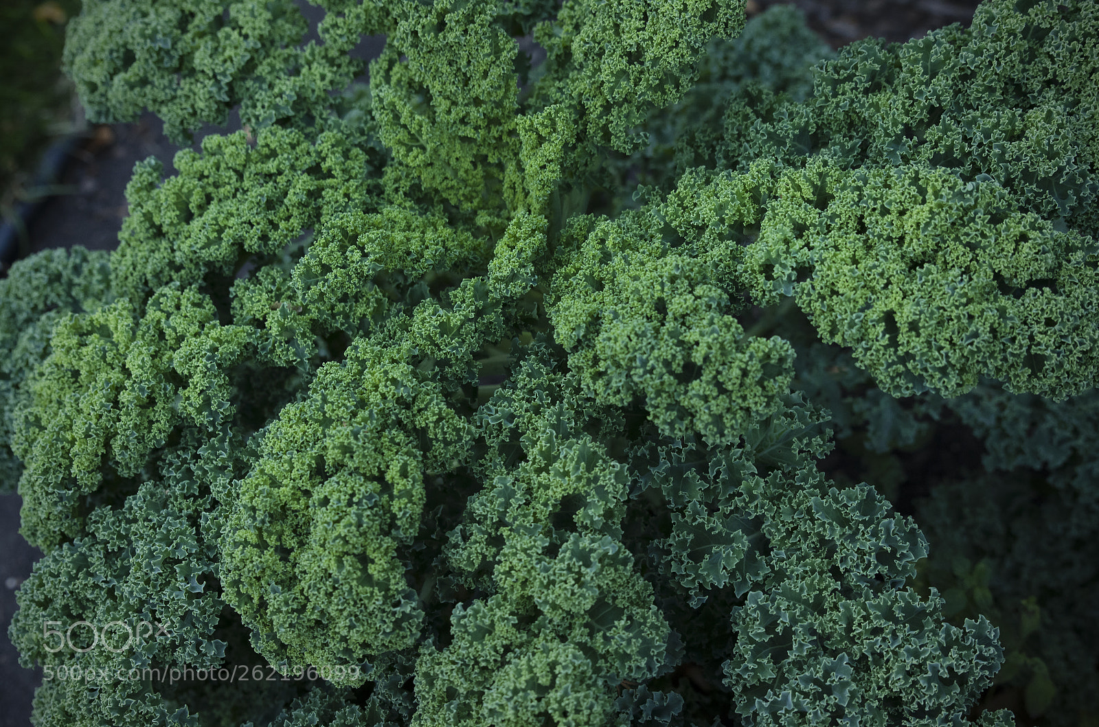 Nikon D7000 sample photo. Ilene's garden photography