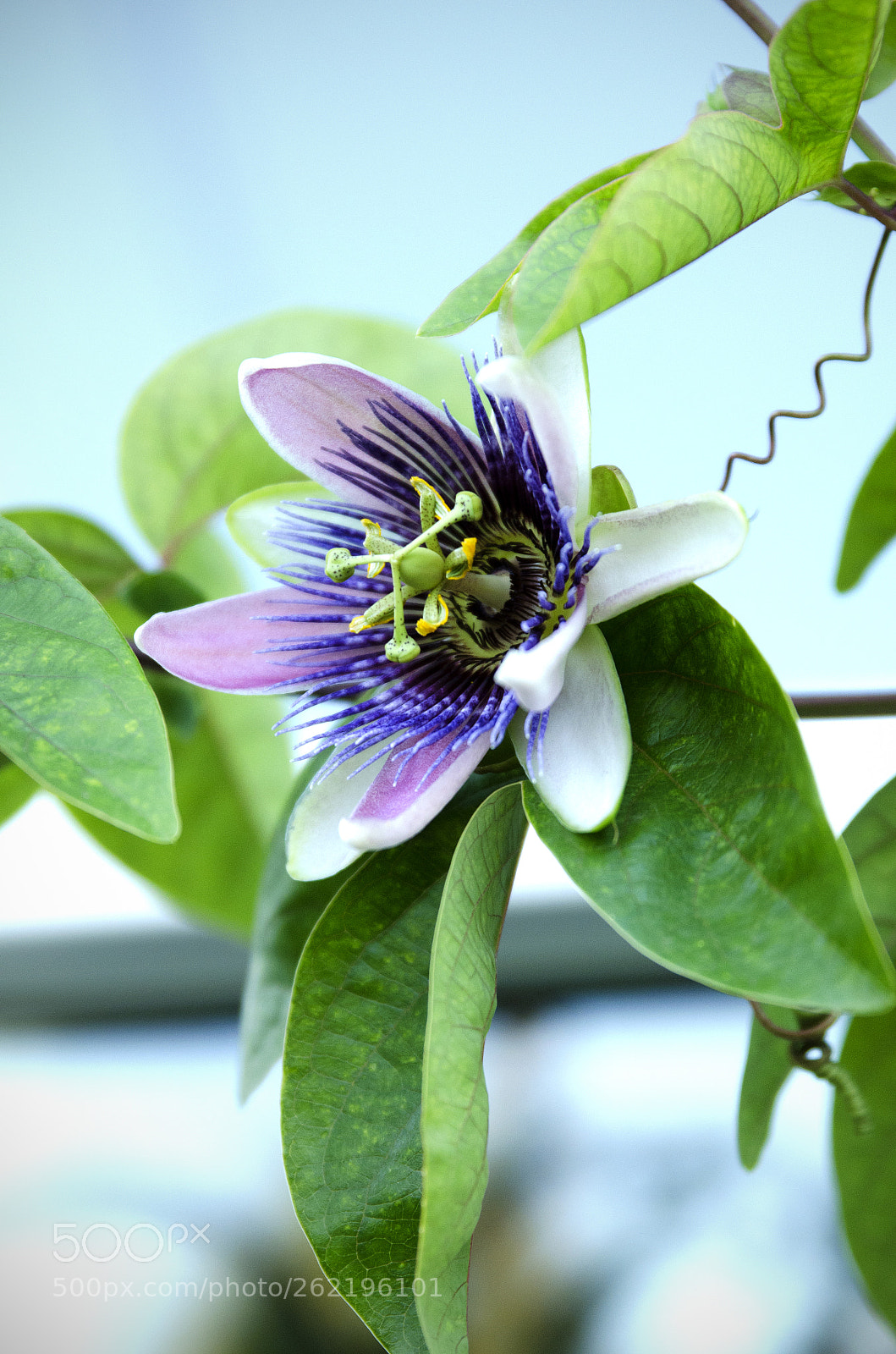 Nikon D7000 sample photo. Ilene's garden photography