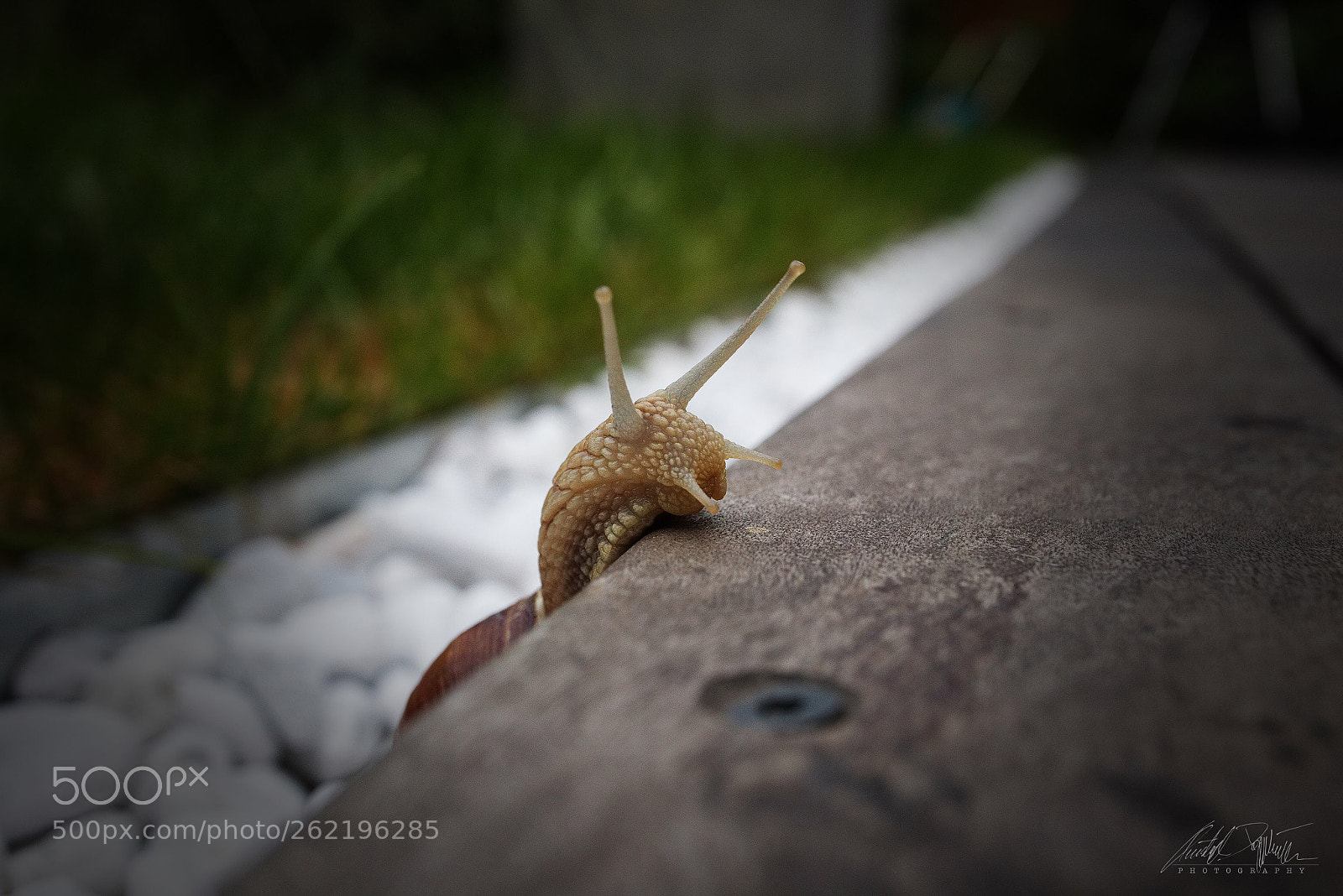 Canon EOS M6 sample photo. Climbing helix pomatia photography