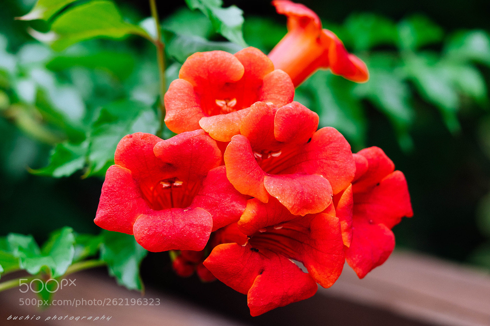 Olympus OM-D E-M1 Mark II sample photo. Campsis radicans photography