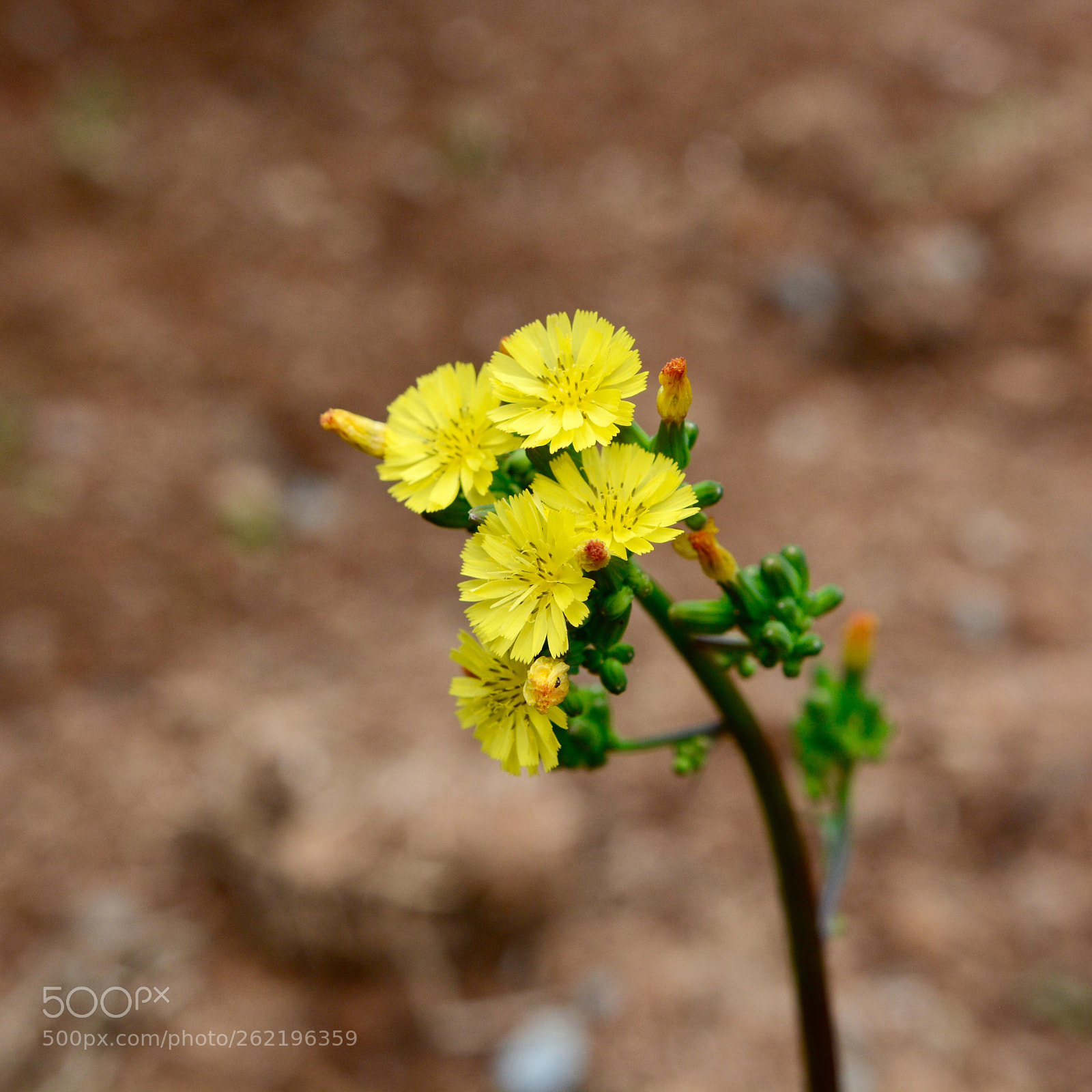 Nikon D7100 sample photo. Untitled photography