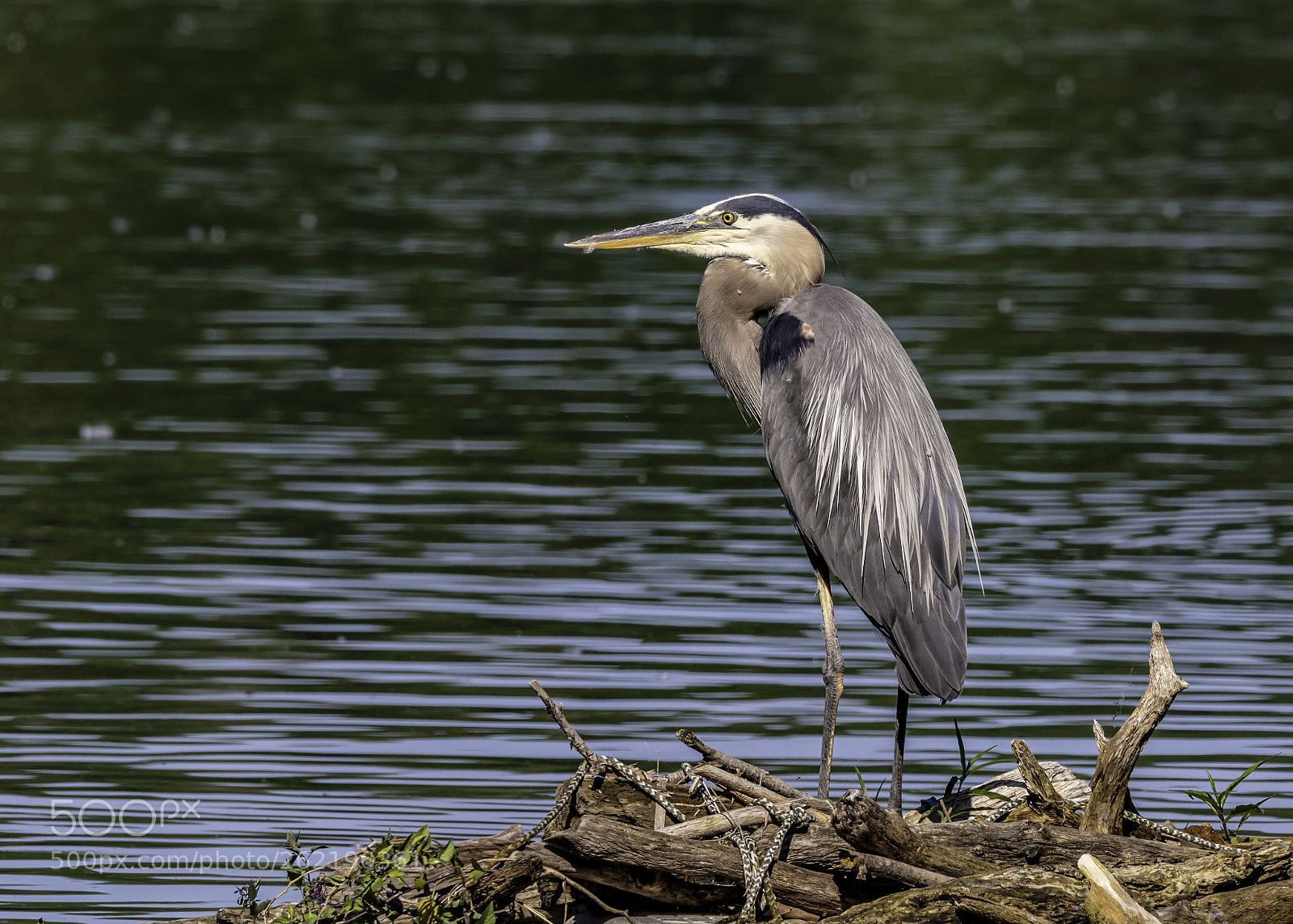 Canon EOS 7D Mark II sample photo. Great blue heron photography