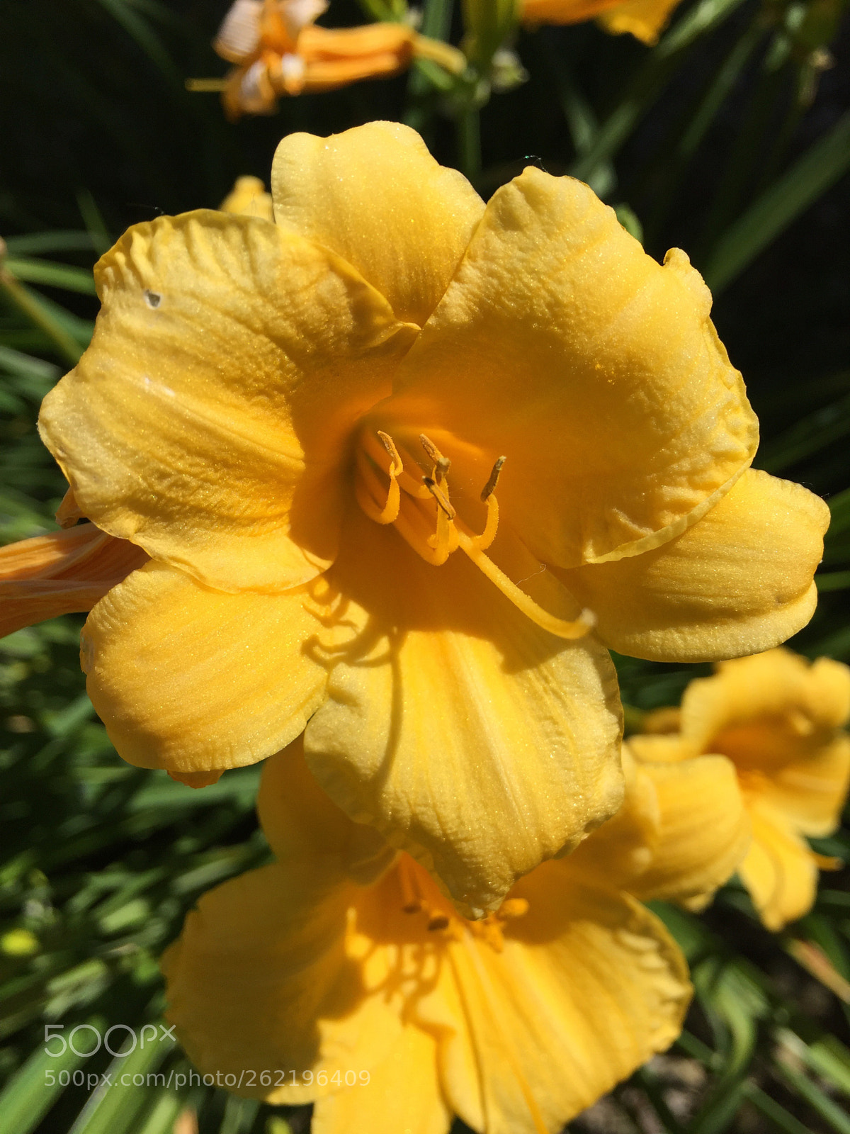 Apple iPhone 6 sample photo. This flower  photography