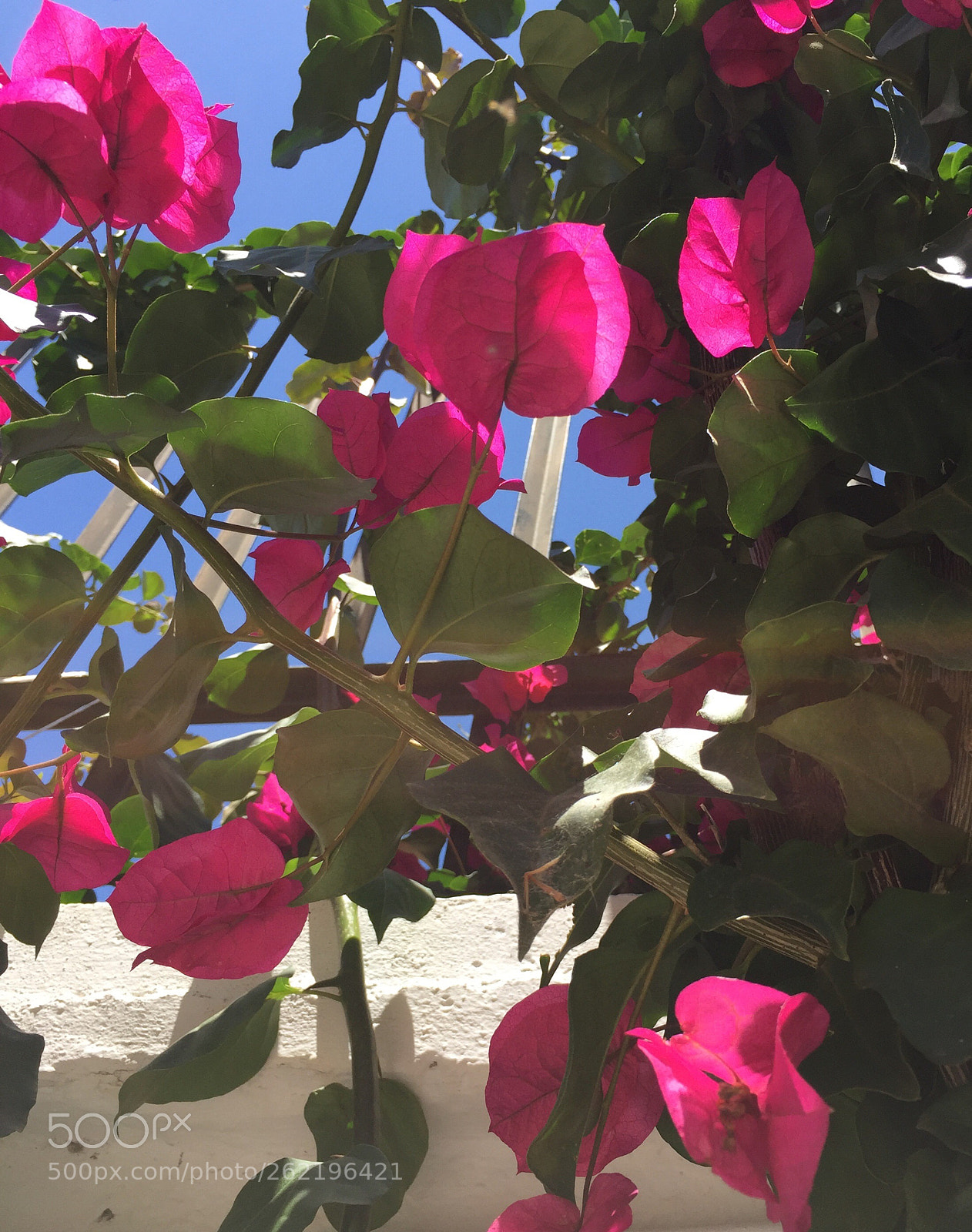 Apple iPhone 6 sample photo. Untitled photography