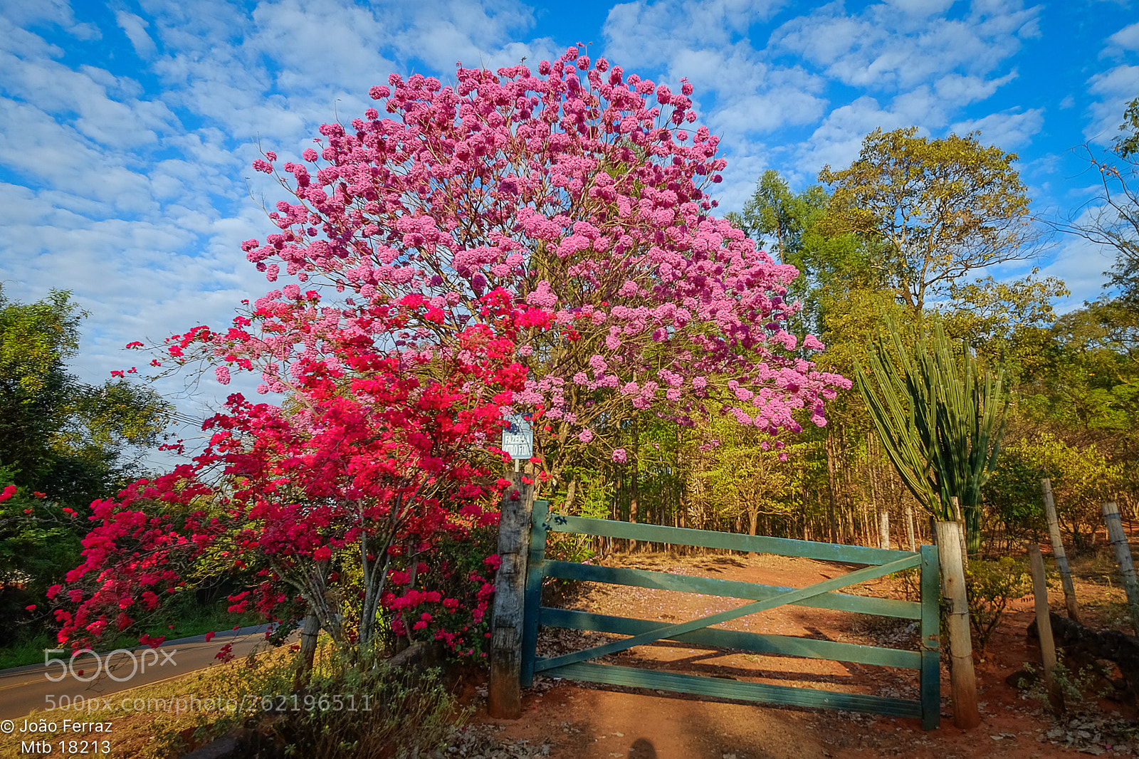 Fujifilm X-T10 sample photo. Ipê roxo-brasil photography