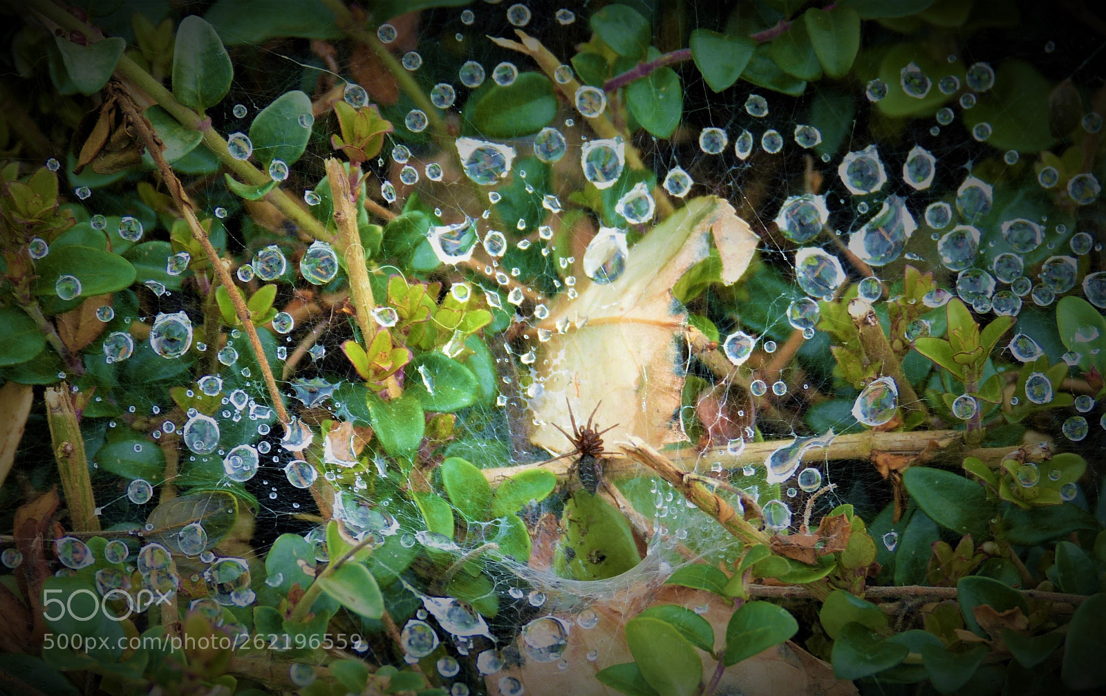 Panasonic Lumix DMC-FZ150 sample photo. Deathly diamonds photography
