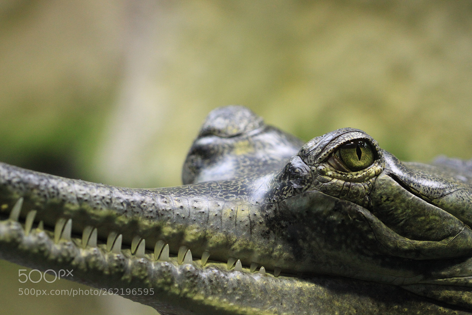 Canon EF 100mm F2.8 Macro USM sample photo. Siesta photography