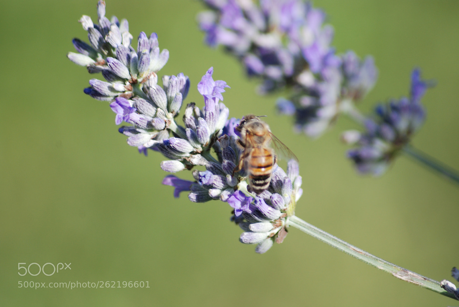 Sigma 70-300mm F4-5.6 APO DG Macro sample photo. Untitled photography