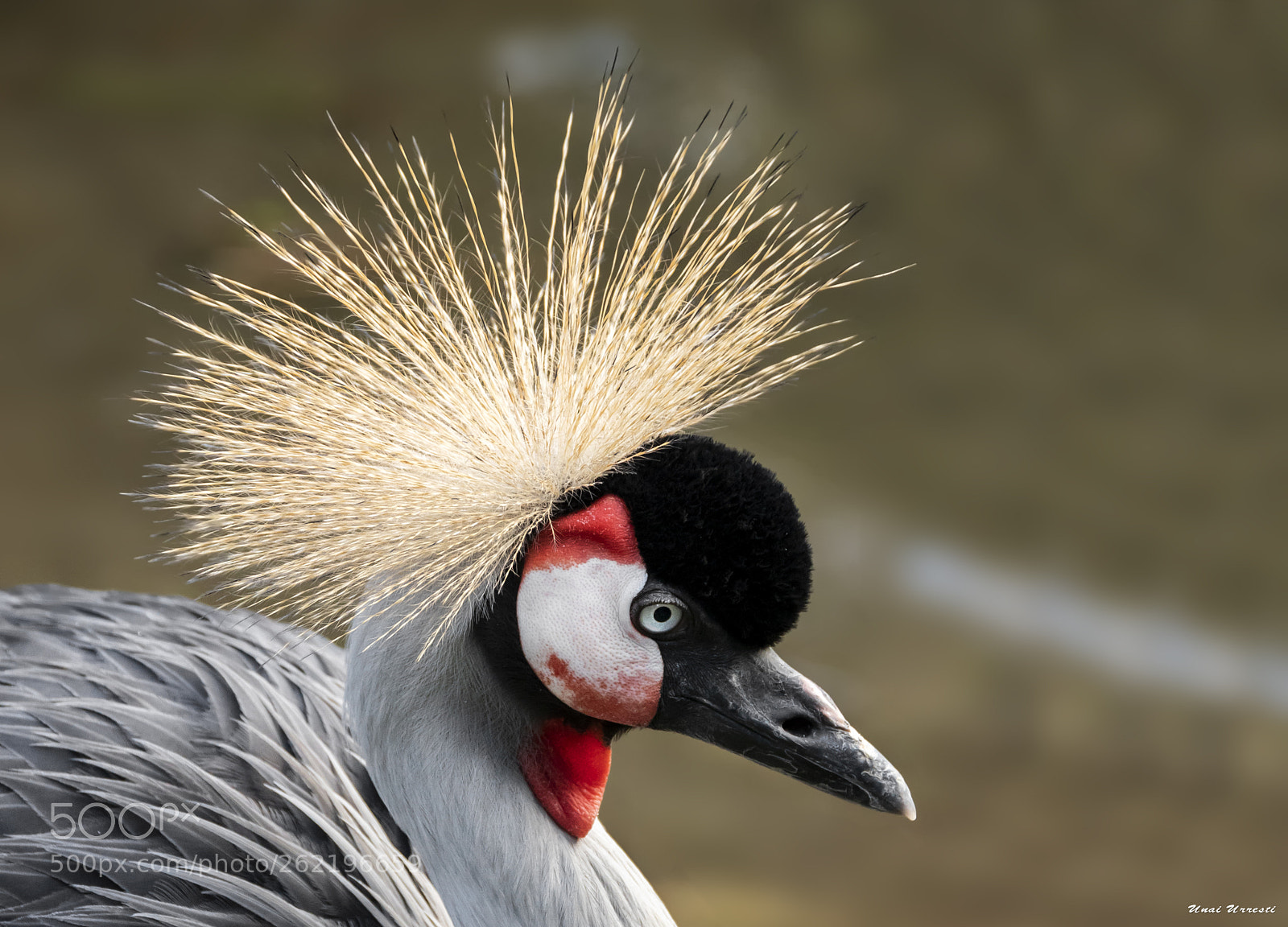Canon EOS 77D (EOS 9000D / EOS 770D) sample photo. Grulla real. photography
