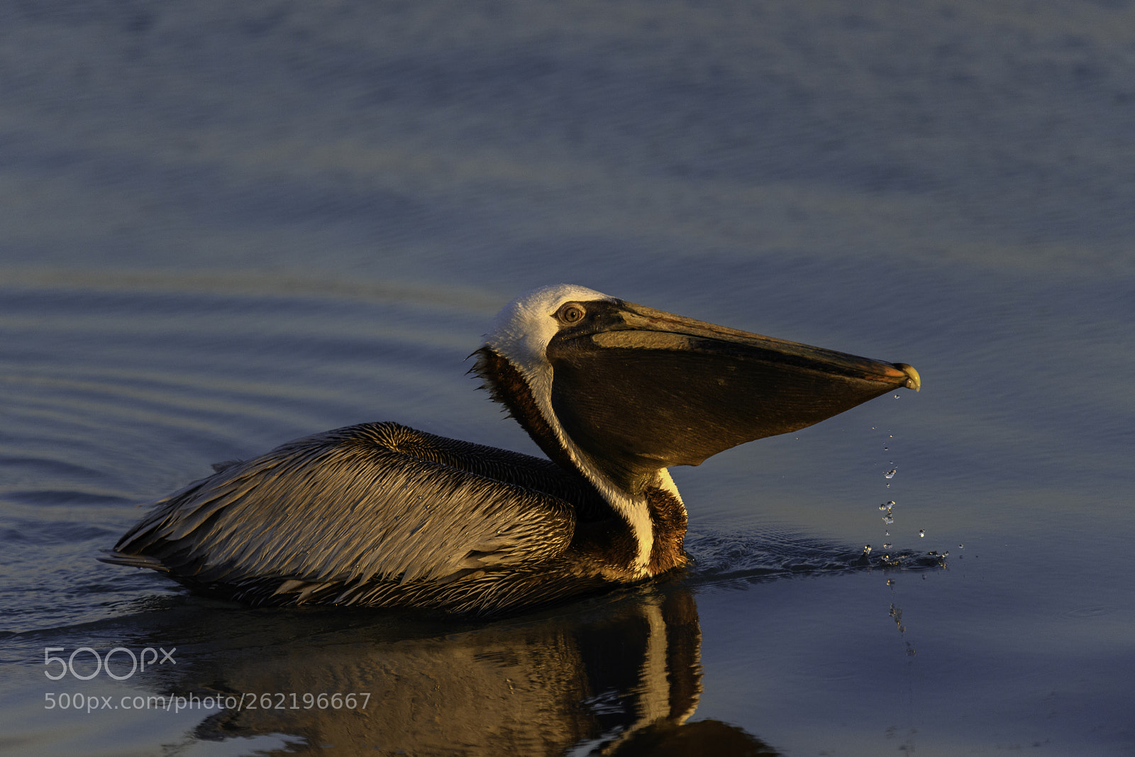 Nikon D850 sample photo. Golden pelican photography