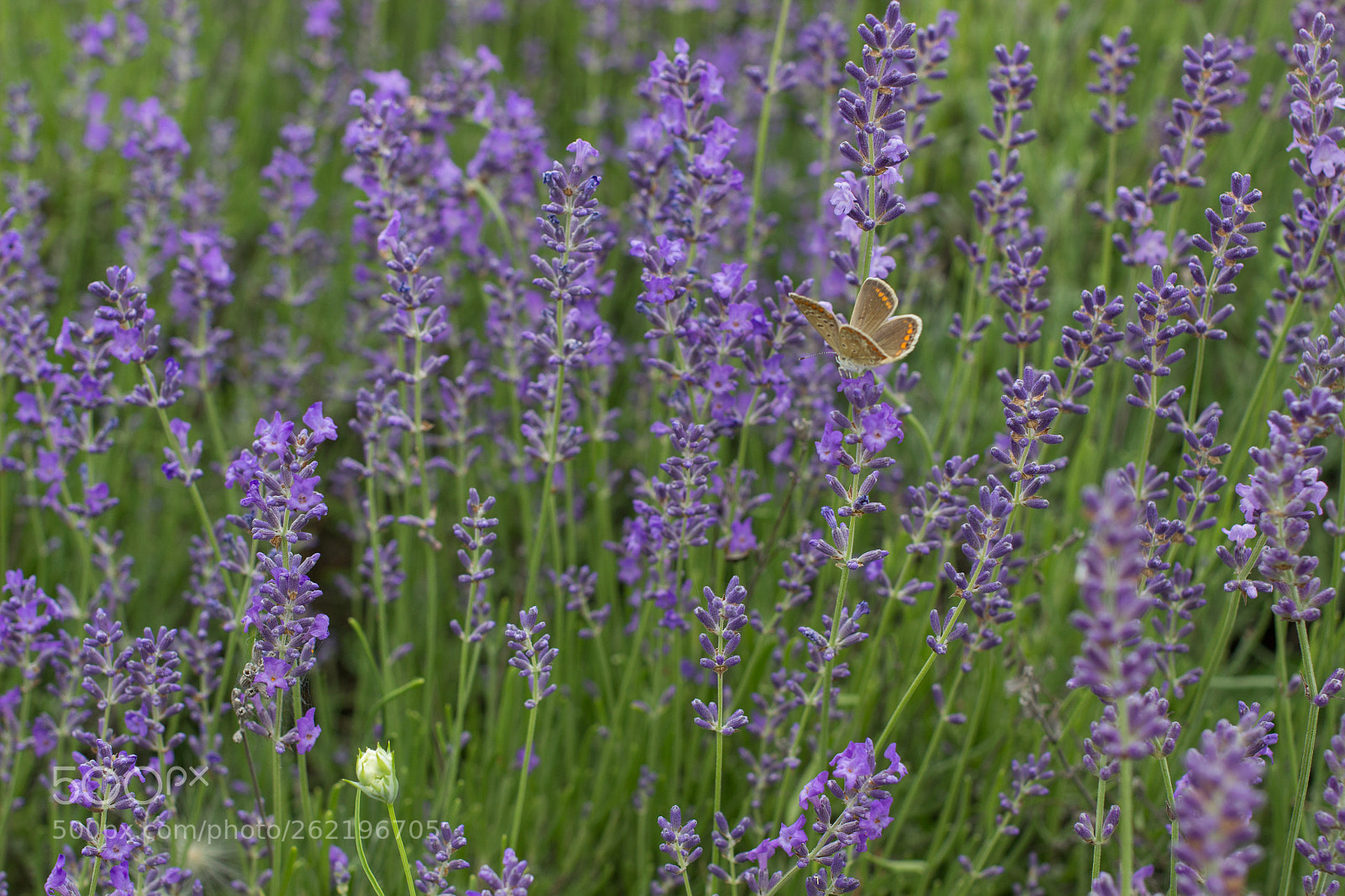 Canon EOS 600D (Rebel EOS T3i / EOS Kiss X5) sample photo. The butterfly photography