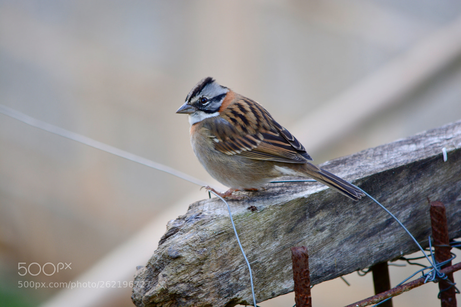 Nikon D7100 sample photo. Untitled photography
