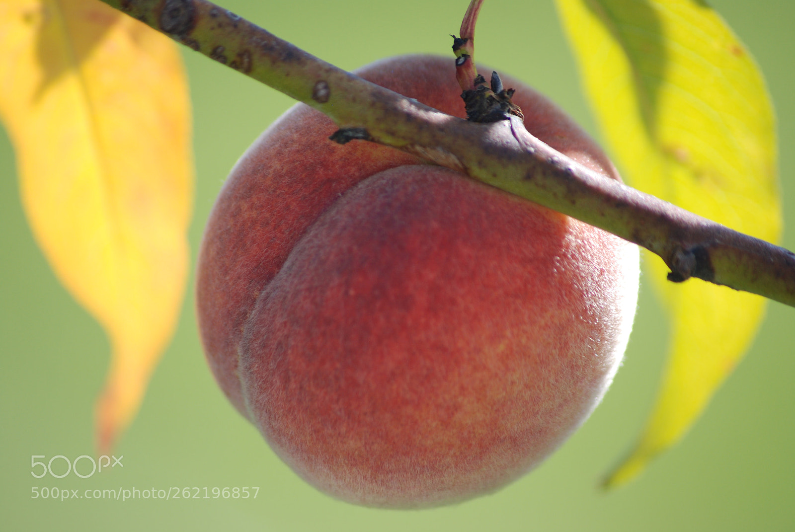 Sigma 70-300mm F4-5.6 APO DG Macro sample photo. Untitled photography
