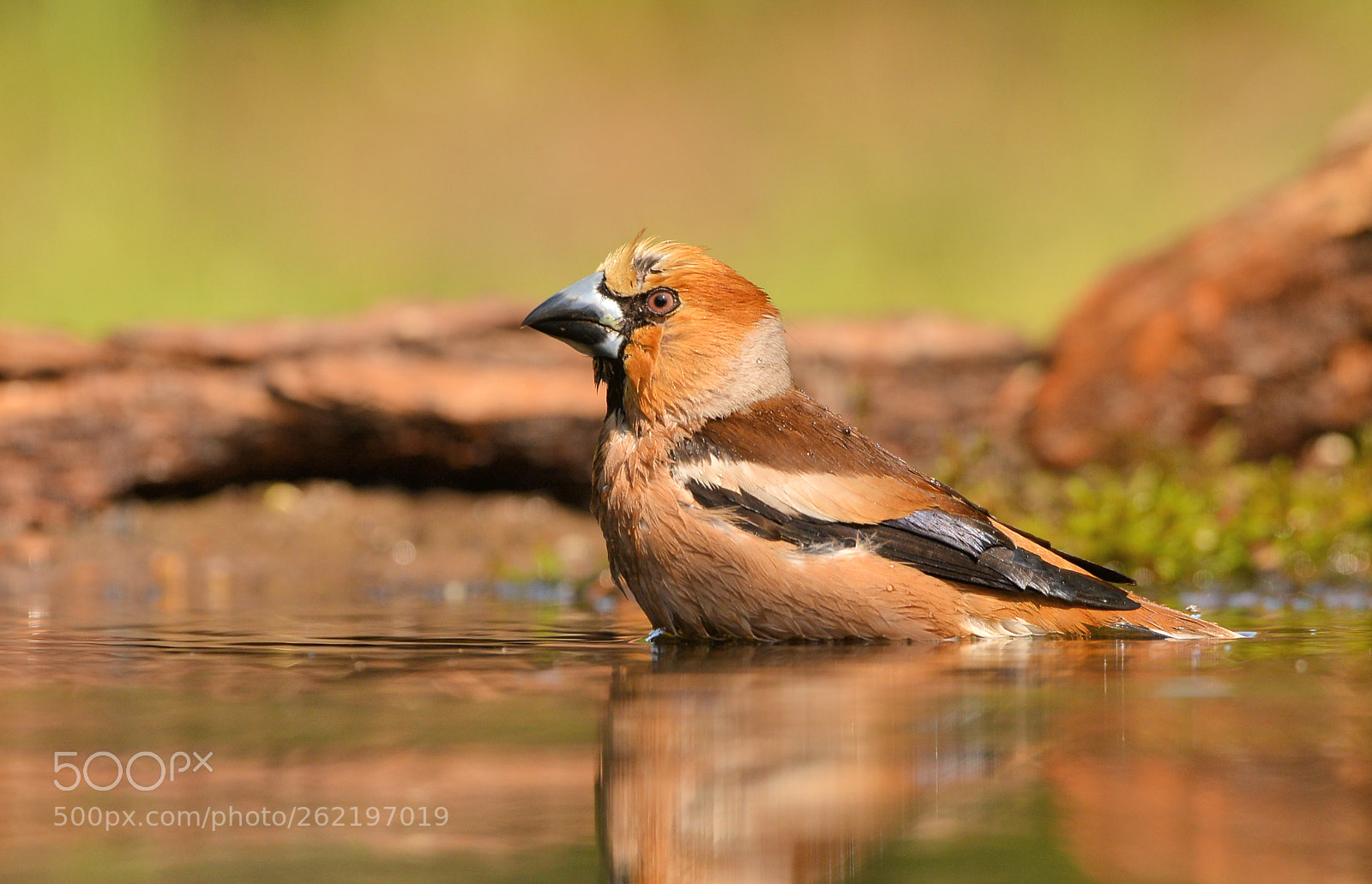 Nikon D600 + Nikon AF-S Nikkor 500mm F4G ED VR sample photo. Appelvink photography