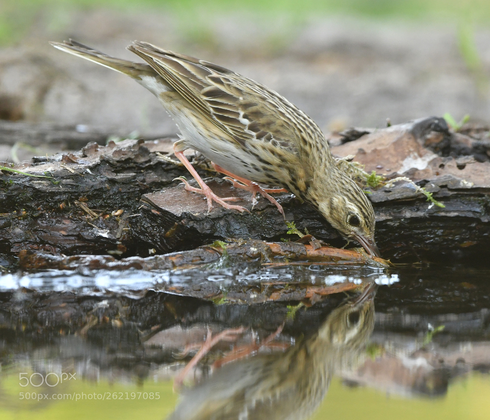 Nikon D500 + Nikon AF-S Nikkor 500mm F4G ED VR sample photo. Boompieper photography