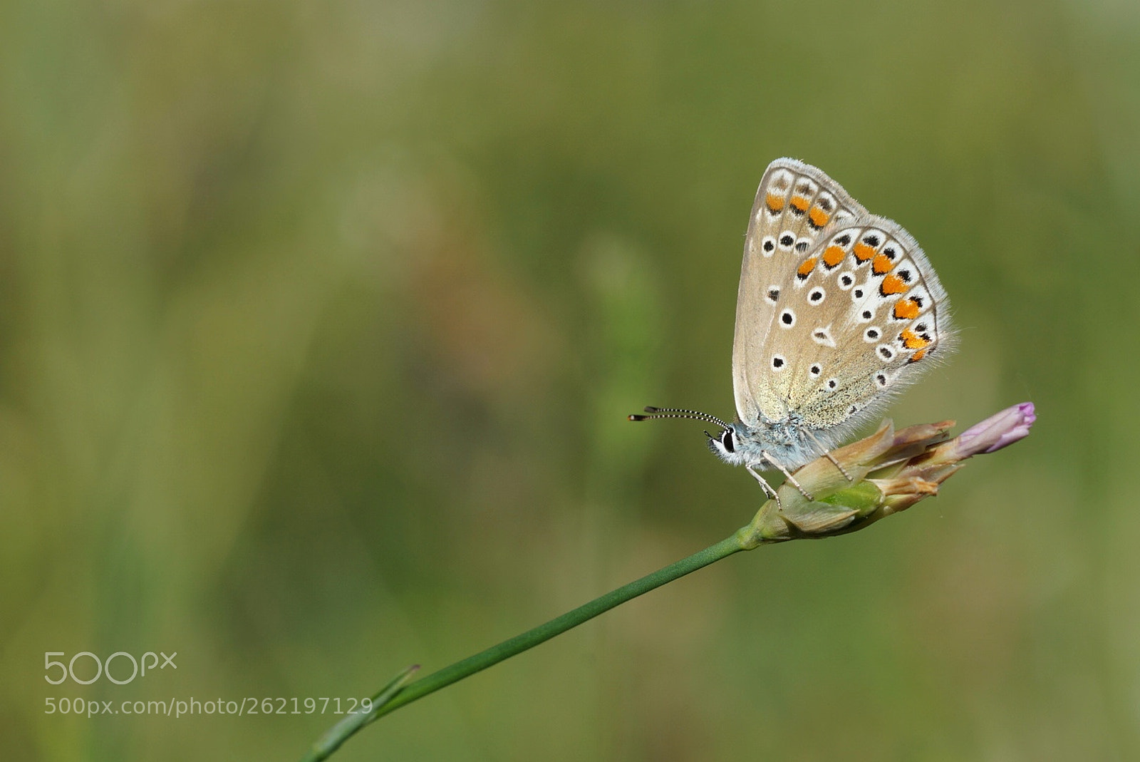 Sony SLT-A58 sample photo. Macro butterfly photography