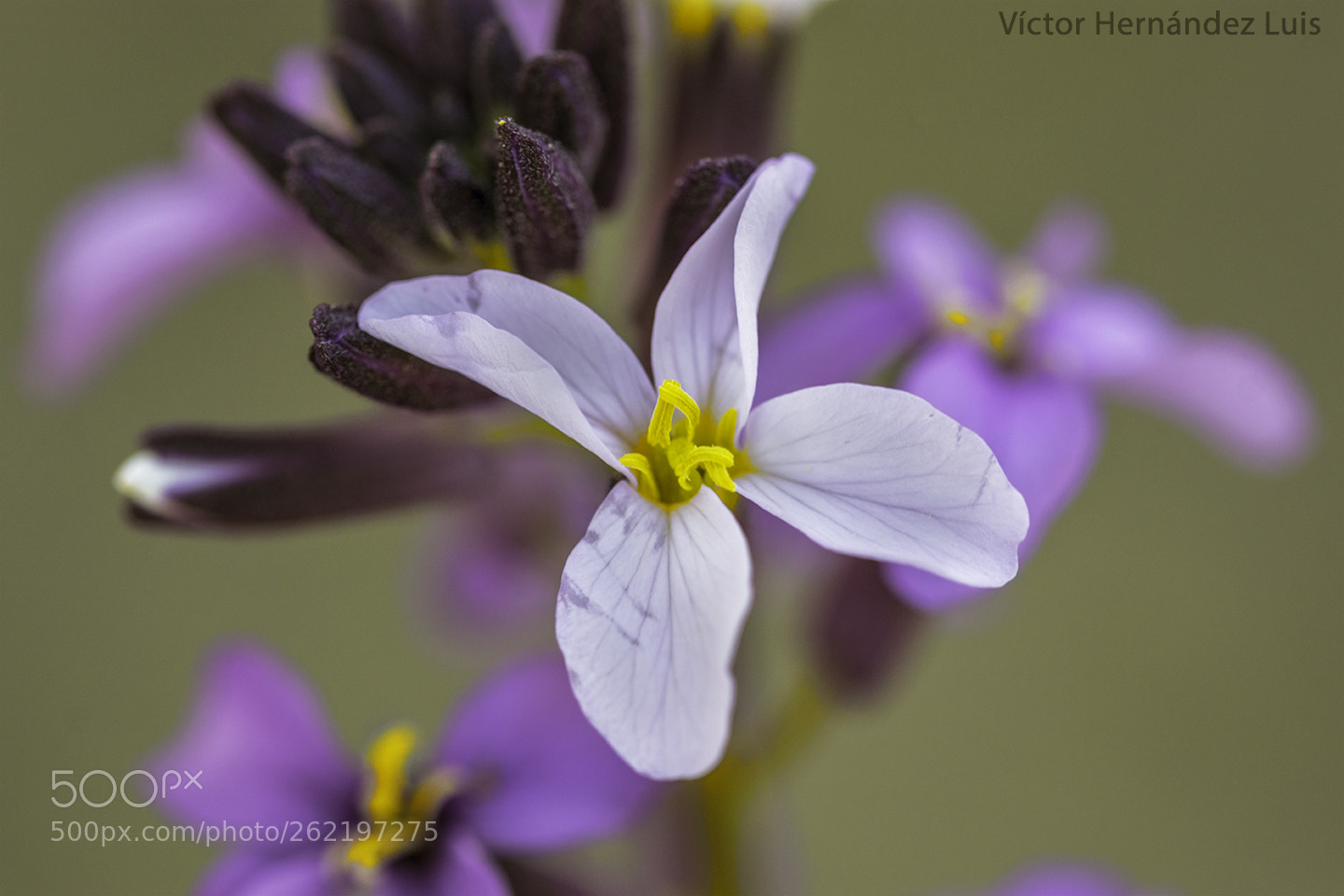 Nikon D3300 sample photo. Violeta del teide photography