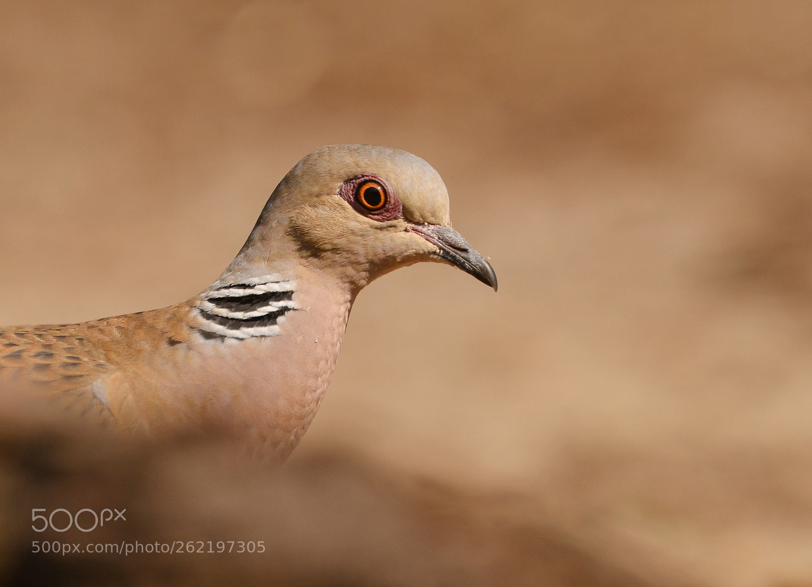 Nikon D600 + Nikon AF-S Nikkor 500mm F4G ED VR sample photo. Zomertortel photography