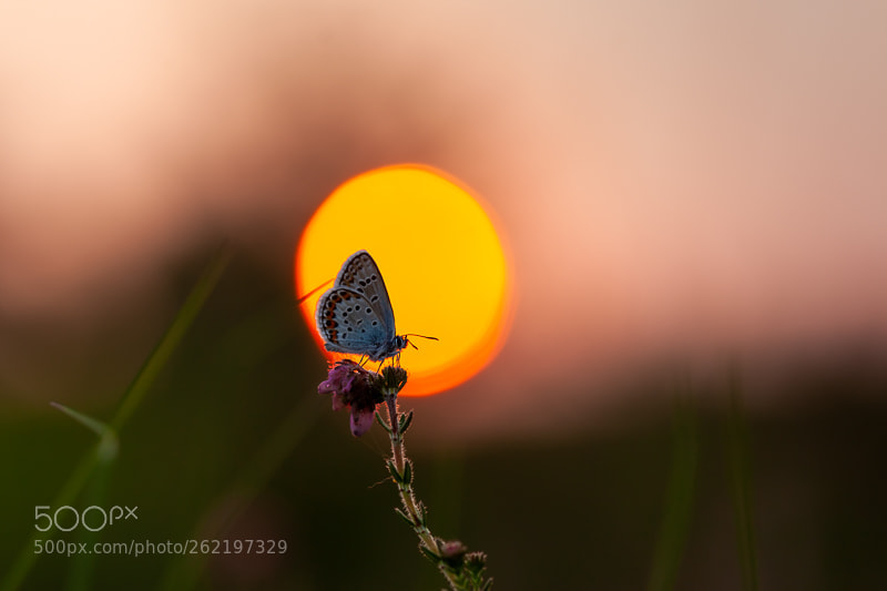 Canon EOS 5D Mark II sample photo. Silver-studded blue in sunset photography