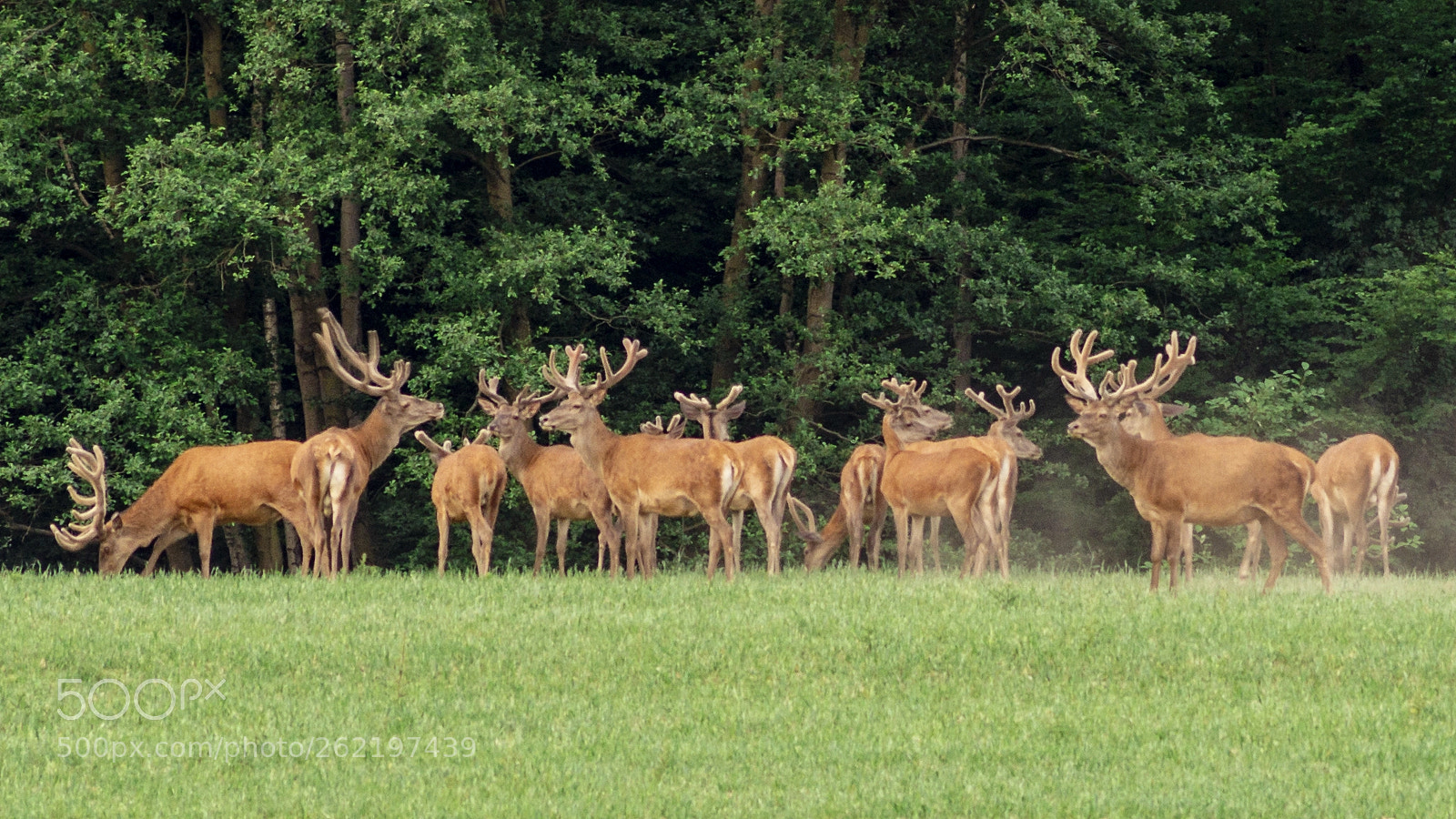 Sony SLT-A58 sample photo. Rotwild am morgen photography