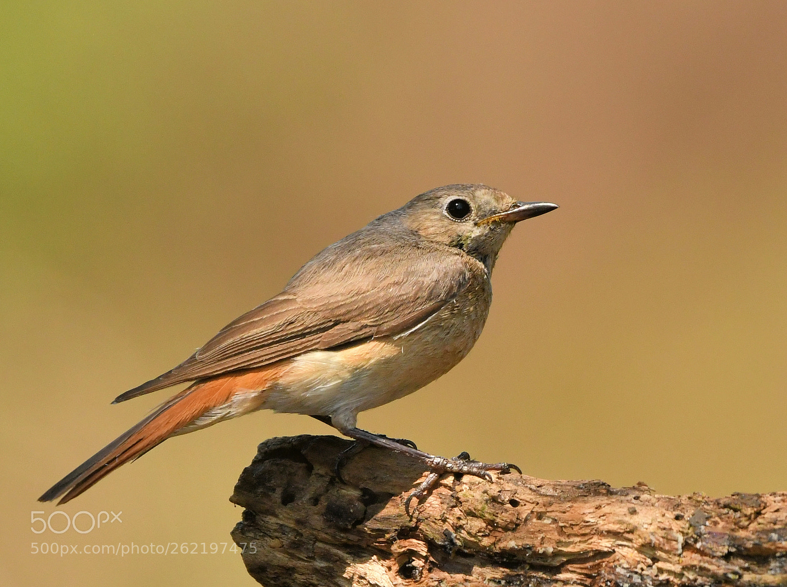 Nikon AF-S Nikkor 500mm F4G ED VR sample photo. Gekraagde roodstaart photography