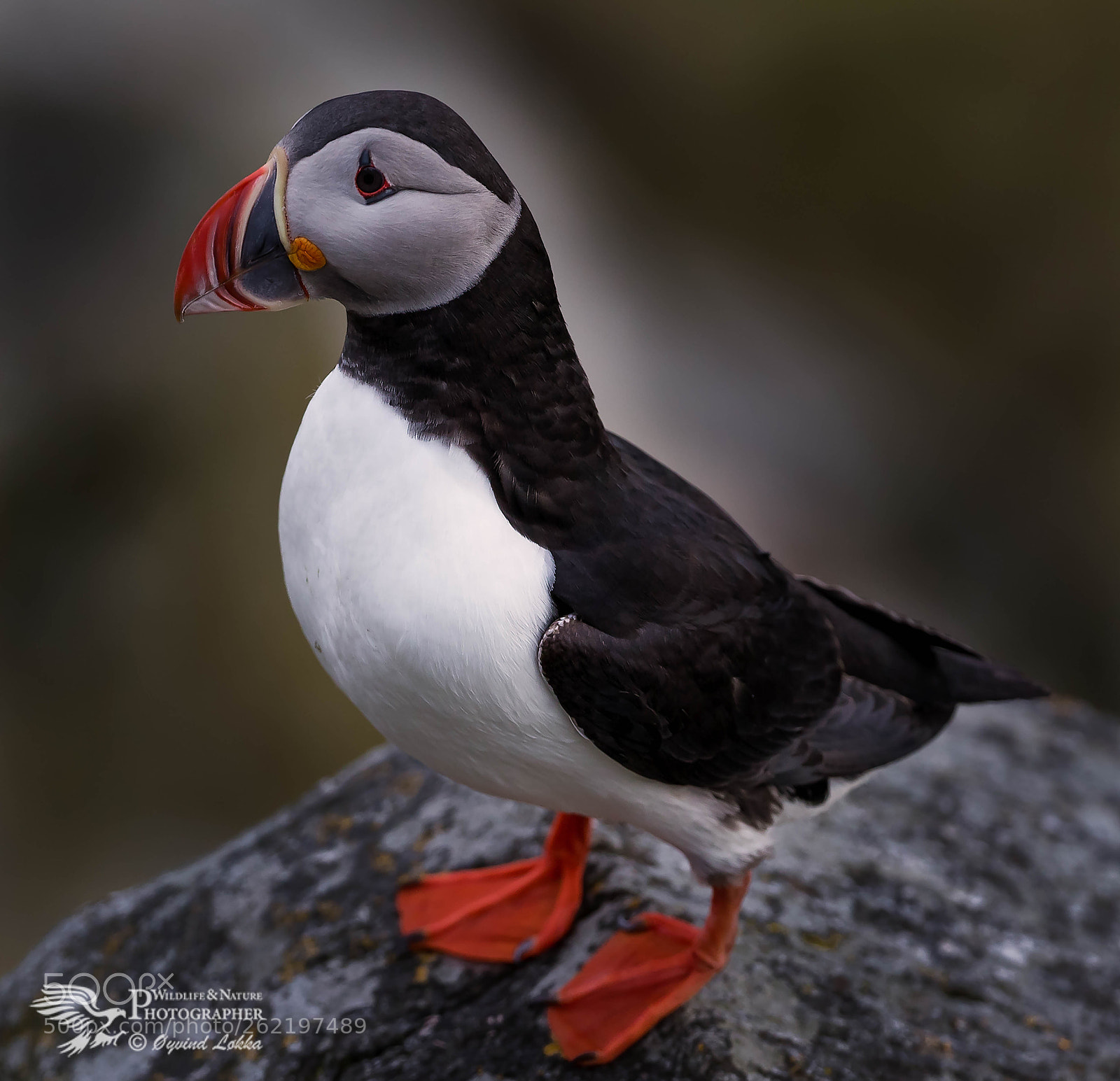 Canon EOS-1D X sample photo. Puffin photography