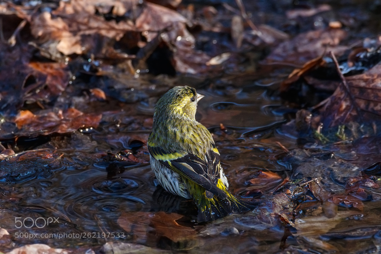 Canon EOS 7D Mark II sample photo. Bath day (vi) photography