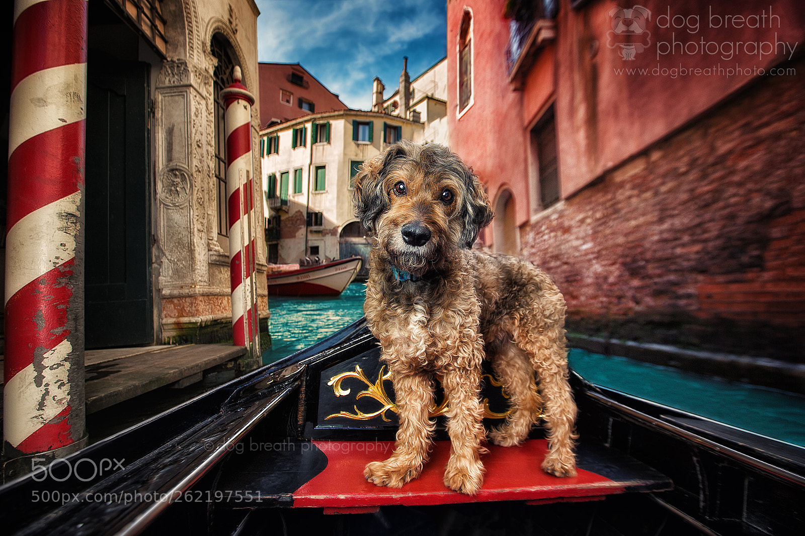 Canon EOS-1D X sample photo. Venetian pup photography