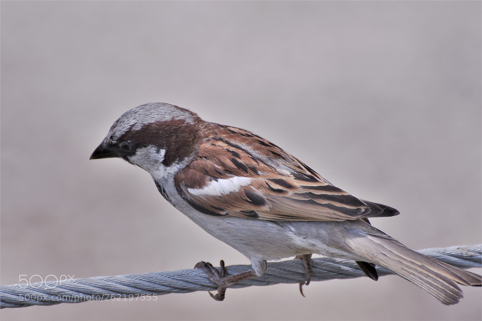Nikon AF-S Nikkor 70-300mm F4.5-5.6G VR sample photo. Sparrow . . . photography